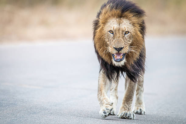 istock Male Lion walking towards the camera. 546421290