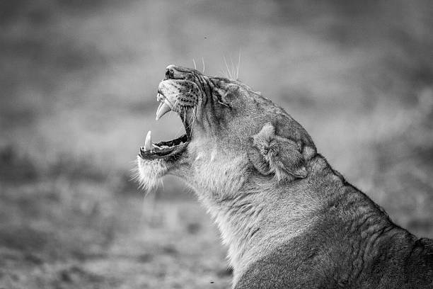 istock Lioness yawning in black and white. 546421346