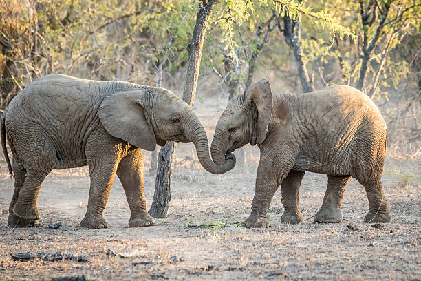 istock Two young Elephants playing in the Kruger National Park. 546421404