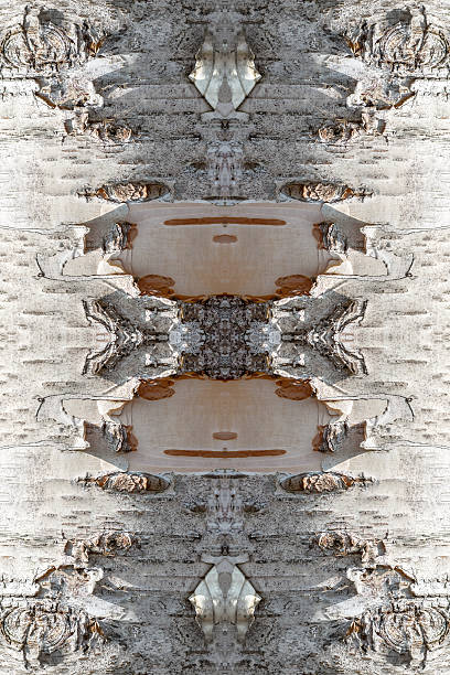 corteza de abedul textura de árbol de fondo surrealista en forma de caleidoscopio simétrico - birch tree tree downy birch white fotografías e imágenes de stock