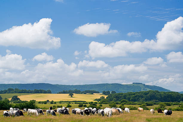 brown bull in meadow near moors in dartmoor with hills and farm in the background