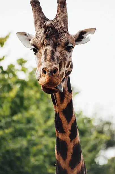 A giraffe with its tongue out.