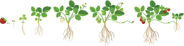 ilustrações, clipart, desenhos animados e ícones de estágios de crescimento da planta de morango - vector berry root leaf