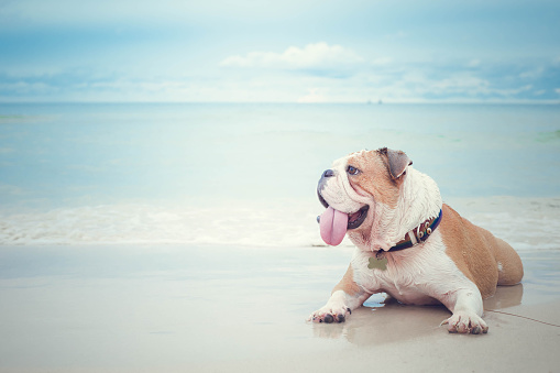 bulldog acostado en el fondo de la playa photo
