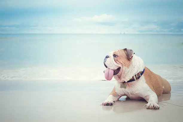 Photo of bulldog lying on the beach background