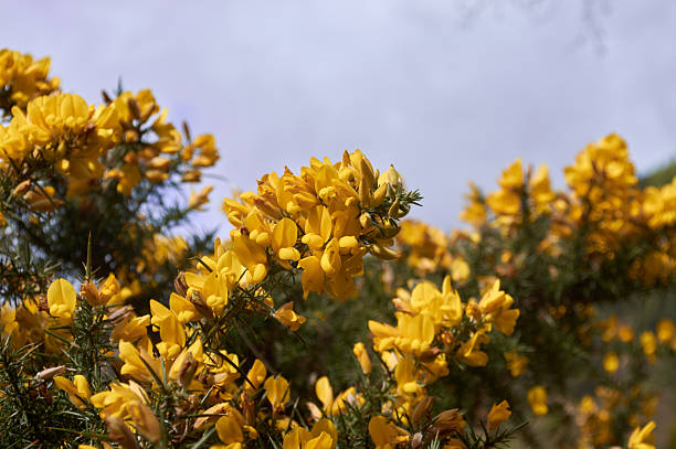 istock yellow flower bush with thorn 546424916