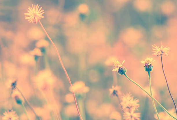 Vintage style yellow tone  grass flower spring on blurred mountain background.Image made with vintage effect style pictures.
