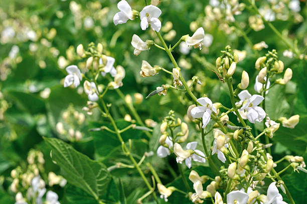 close-up of the blooming kidney bean plantation in the vegetable garden