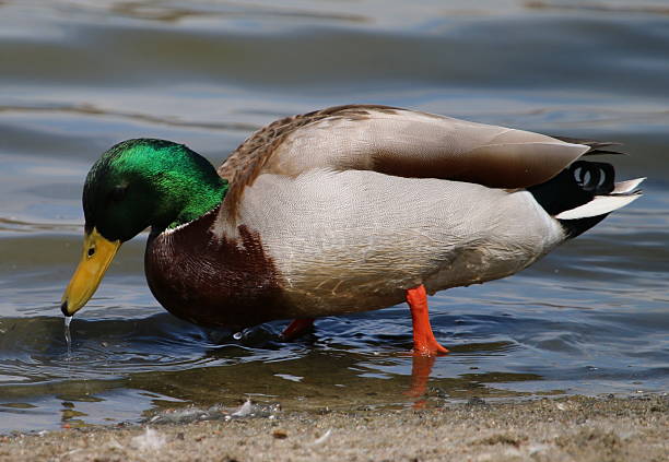 istock Mallard Duck with Water Running Off Beak in Lake 546428734