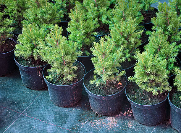 istock Many seedlings of coniferous trees. 546429018
