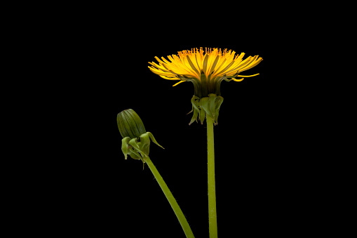 Two dandelions on white backgound. The photo was made in studio using studio strobes.