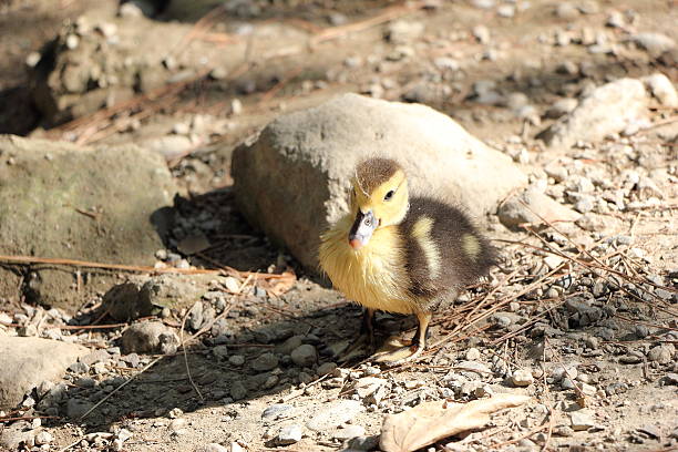 istock Duck baby in Epta Piges, Rhodes, Greece. 546429144