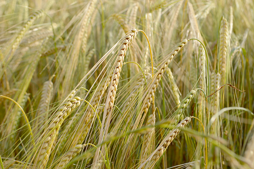 Close-up of ripe wheats on an agricultural field