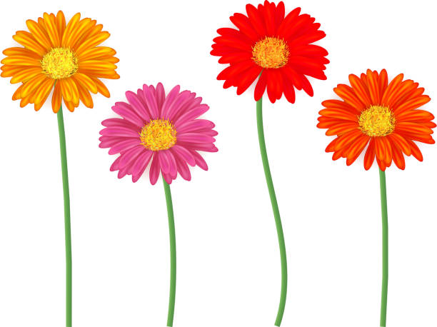 ilustraciones, imágenes clip art, dibujos animados e iconos de stock de juego de coloridas flores de gerbera aisladas sobre blanco - summer flower head macro backgrounds