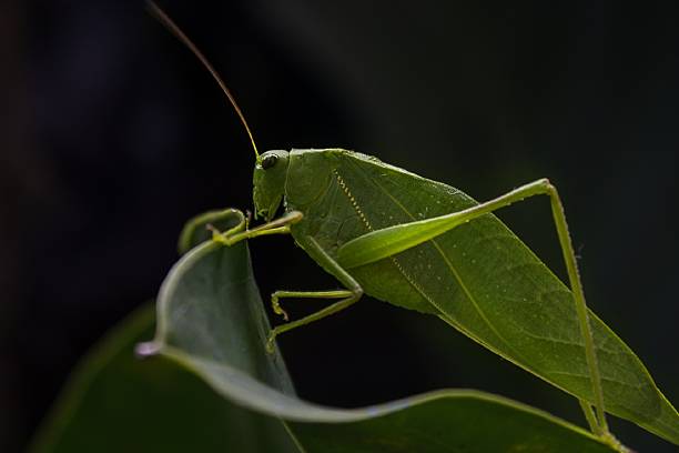 녹색 애송이 - giant grasshopper 뉴스 사진 이미지