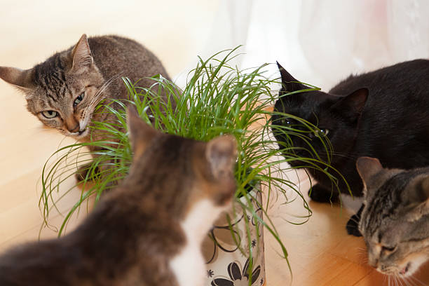 gatos comiendo hierba - mehrere tiere fotografías e imágenes de stock