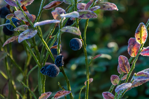 Wild berries of Finland: Blueberry