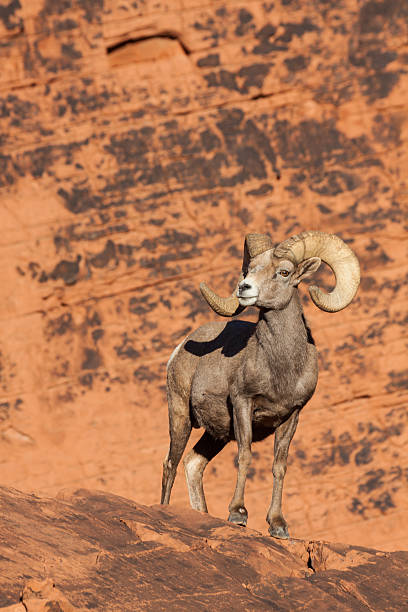 istock Desert Bighorn Sheep Ram 546430210