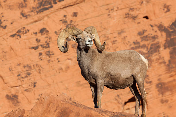 istock Desert Bighorn Sheep ram 546430598