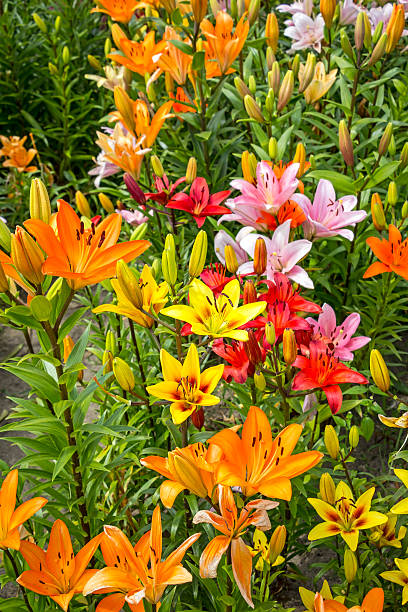 gigli gialli e arancioni in giardino - zephyranthes lily foto e immagini stock