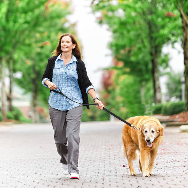 Walking Dog Mature women walking a golden retriever down an cobble stone road with maple trees above. mature adult walking dog stock pictures, royalty-free photos & images