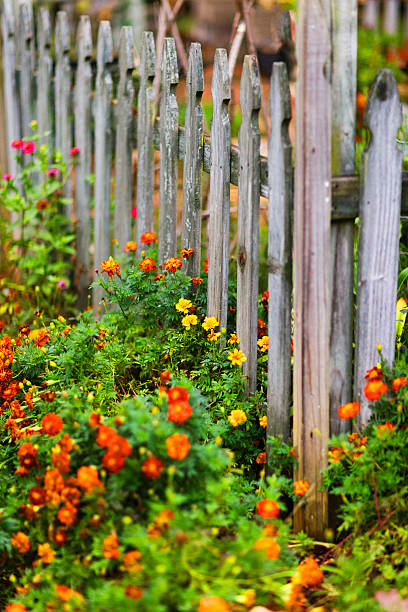 istock Picket Fence with Flowers 546432162