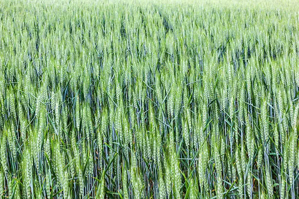 beautiful pattern of green grain in grainfield
