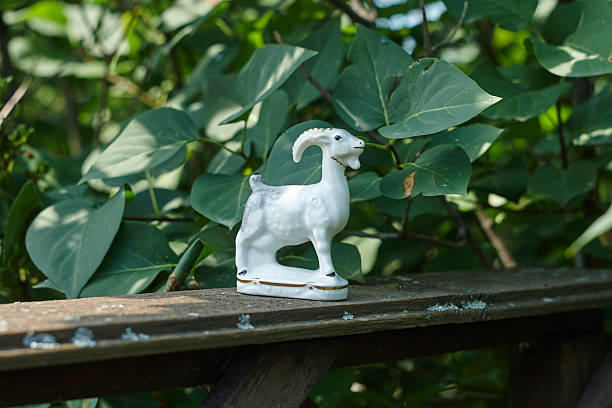 istock white porcelian goat grey old board in garden 546432706