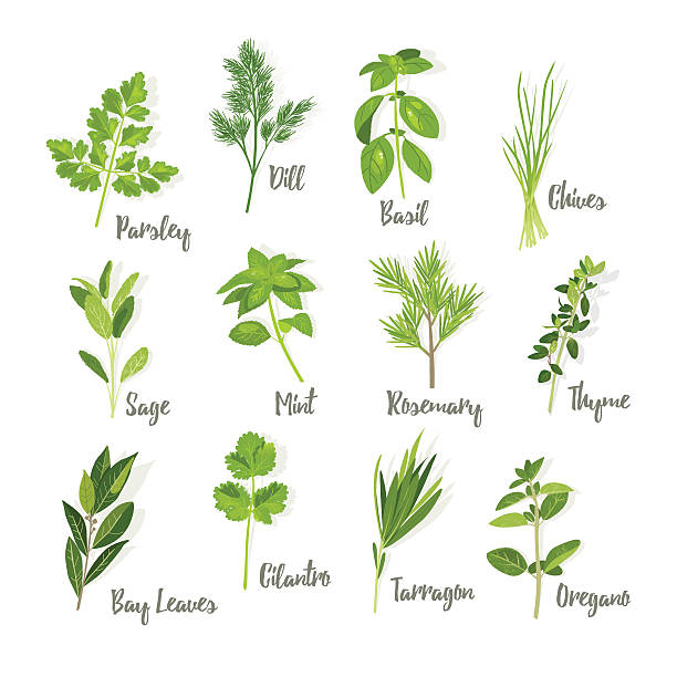 satz von kräutern isoliert - herb tarragon thyme parsley stock-grafiken, -clipart, -cartoons und -symbole
