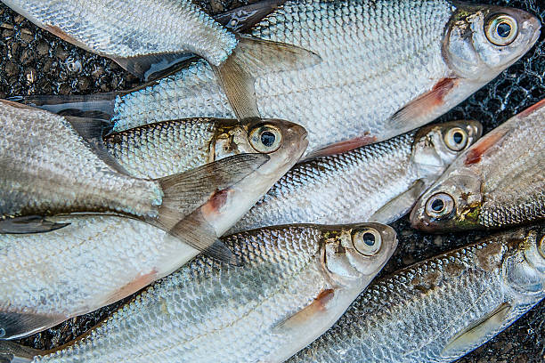 istock Pile of freshwater common bream fish and silver or white 546434284