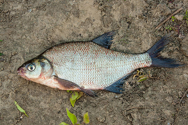 istock Common bream fish fish on the natural background. 546434456