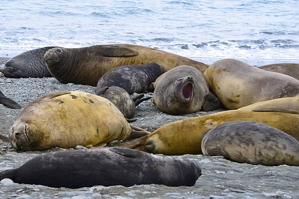 istock Elephant Seal Cows and Pups on a Beach 546434646