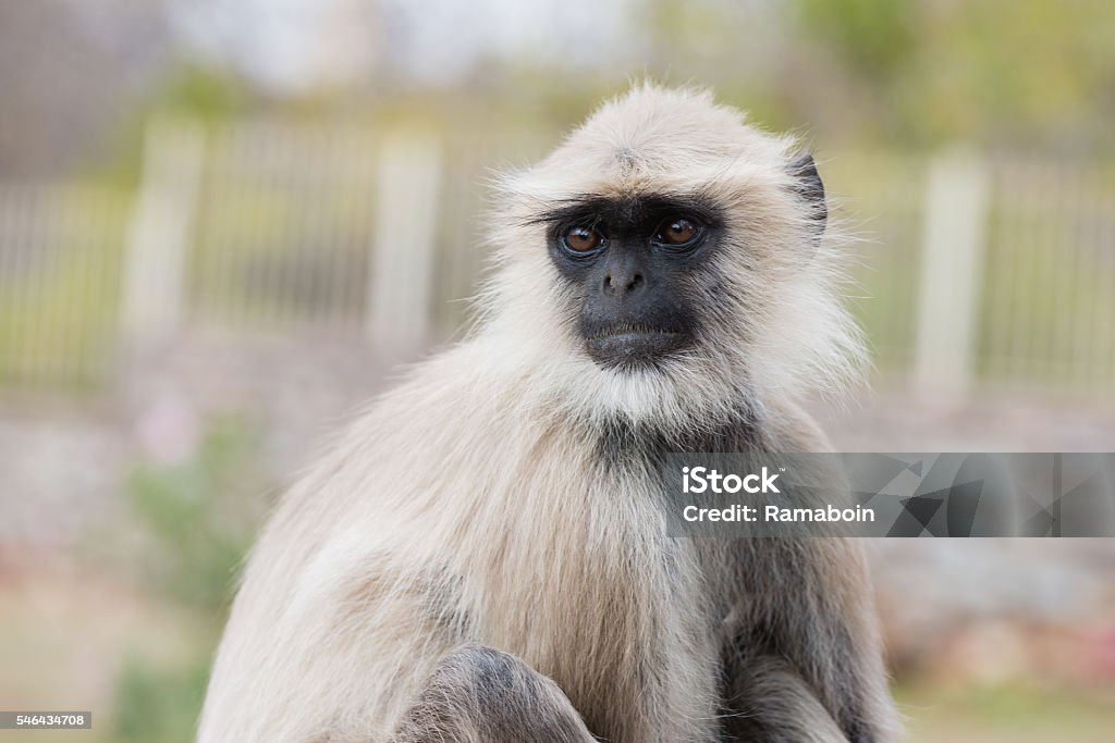 Foto de Macaco Branco Olhando Para Cima e mais fotos de stock de