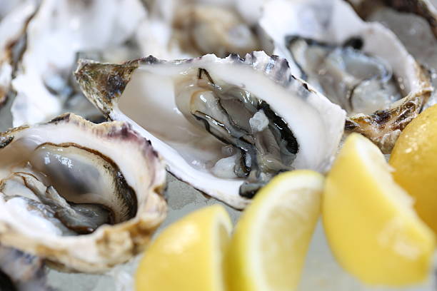 oysters stock photo
