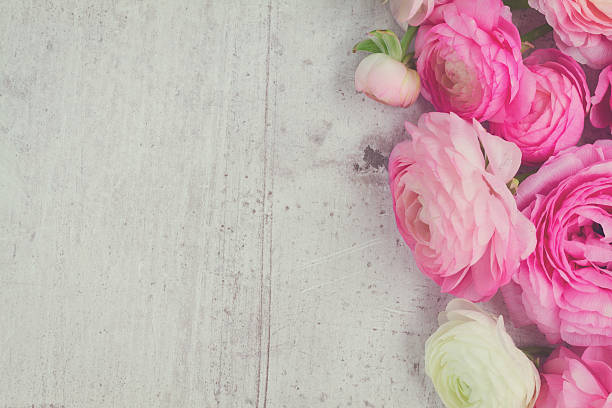 istock Pink and white ranunculus flowers 546435302