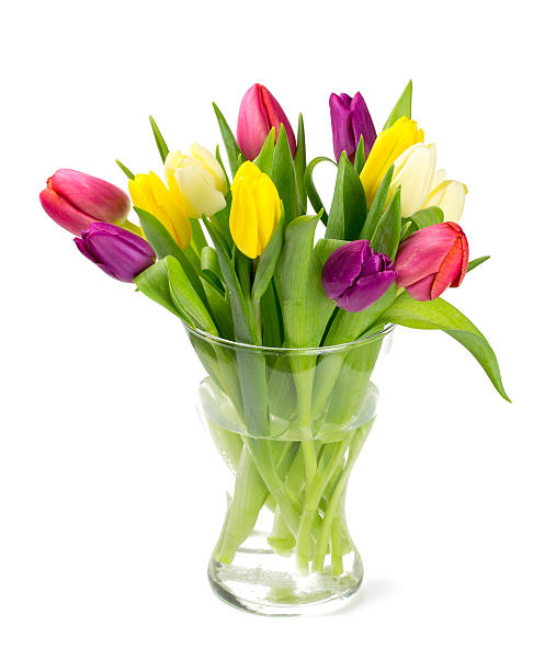 istock colorful tulips on white background 546435416