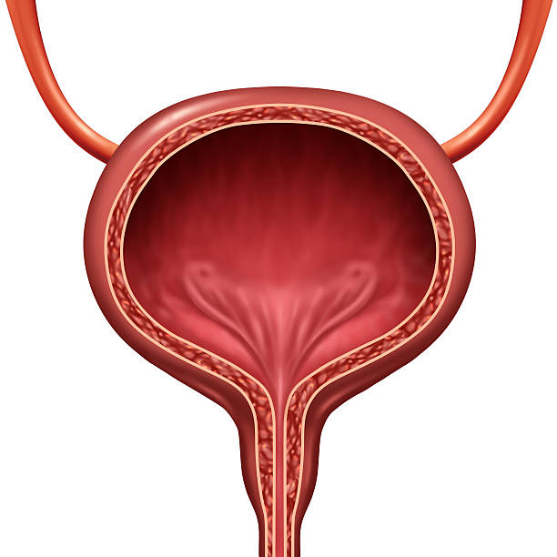 Human Urinary Bladder Human urinary bladder anatomical organ concept as a 3D illustration cutaway of body anatomy. sphincter stock pictures, royalty-free photos & images