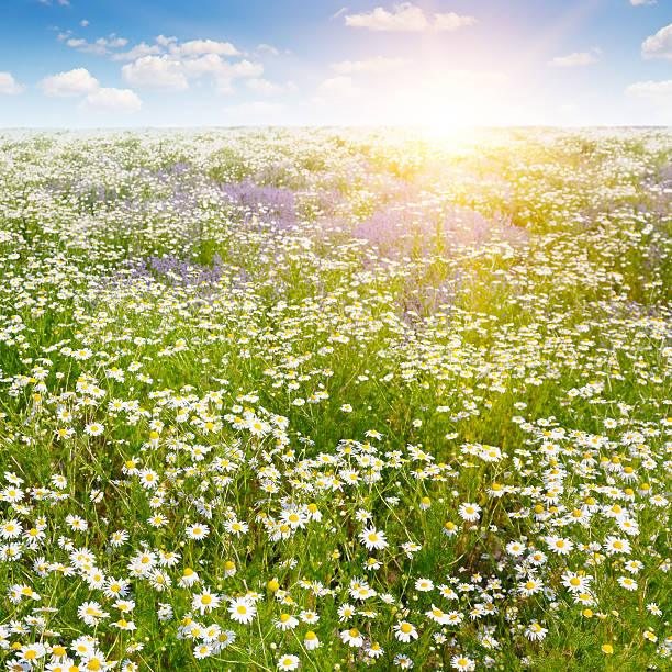 istock Field with daisies and sun on blue sky 546435814