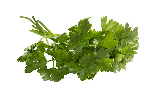 istock Bunch of parsley. 546436534