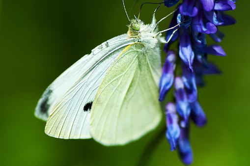 Cabbage White butterfly on purple flowers