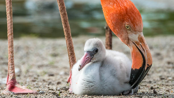 istock Caribbean Flamingo chick (Phoenicopterus ruber ruber) and mother 546437474