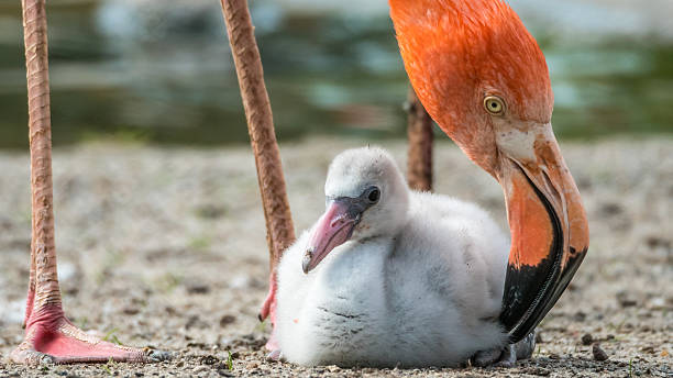 Caribbean Flamingo chick (Phoenicopterus ruber ruber) and mother stock photo