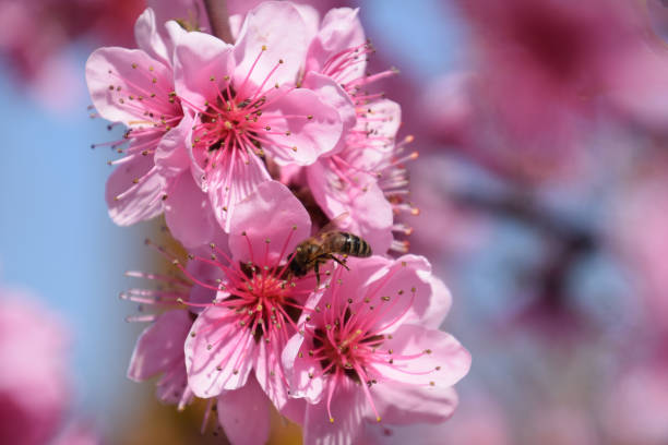 istock Pollination of flowers by bees peach. 546438380