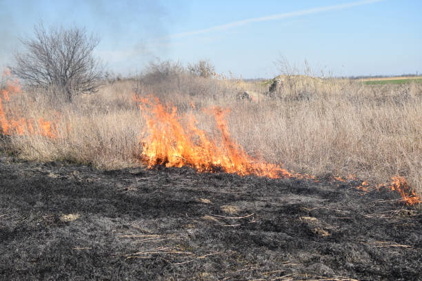 istock Burning dry grass and reeds 546438722