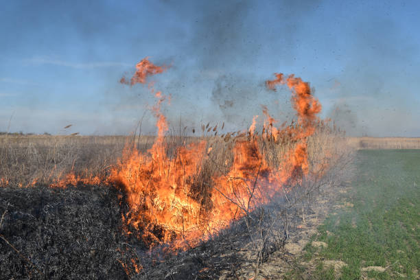 istock Burning dry grass and reeds 546438826