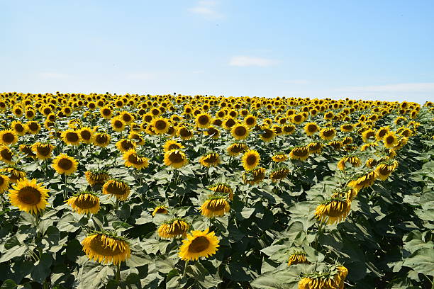 istock yellow sunflowers on a background of blue sky 546438928