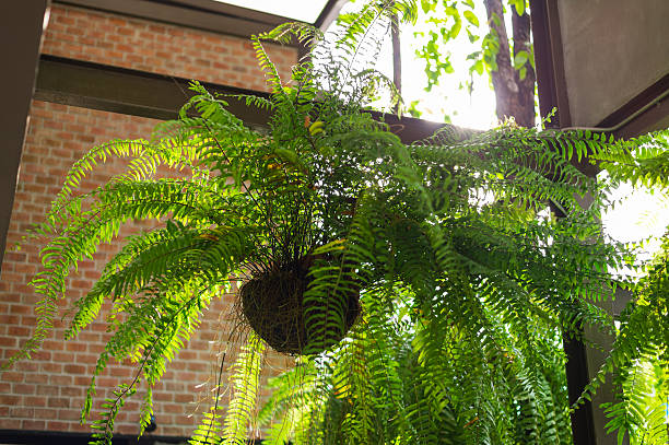 istock giant boston fern hanging pot 546438936