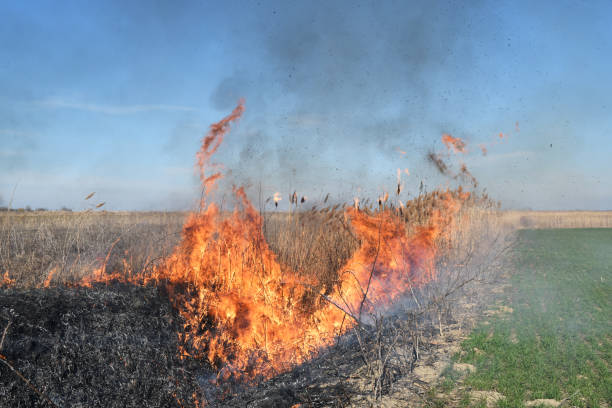 istock Burning dry grass and reeds 546439114