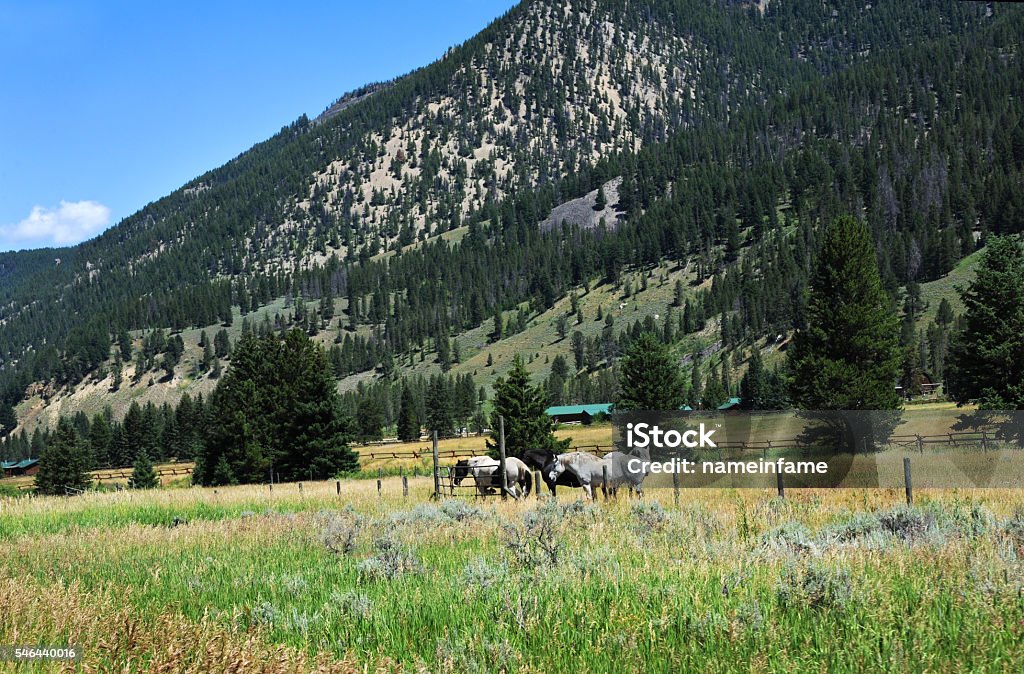 Available for Vacation Dude ranch sits at base of Gallatin Mountains in Montana.  Cabin style lodging and horseback riding are available.  Horses stand near fence in meadow. Agricultural Field Stock Photo