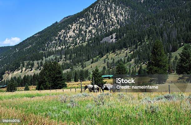 Available For Vacation Stock Photo - Download Image Now - Agricultural Field, Agriculture, Animal Themes